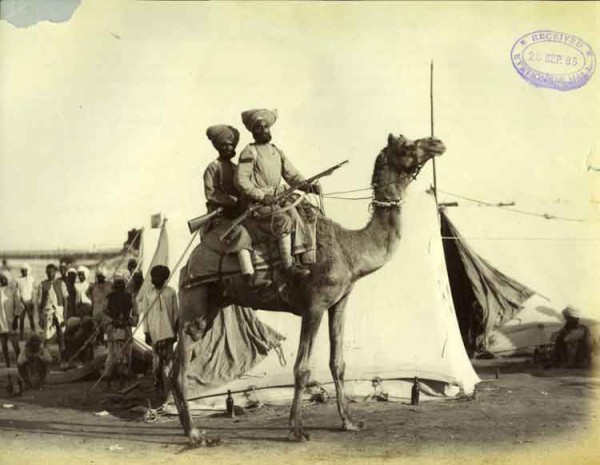 camel